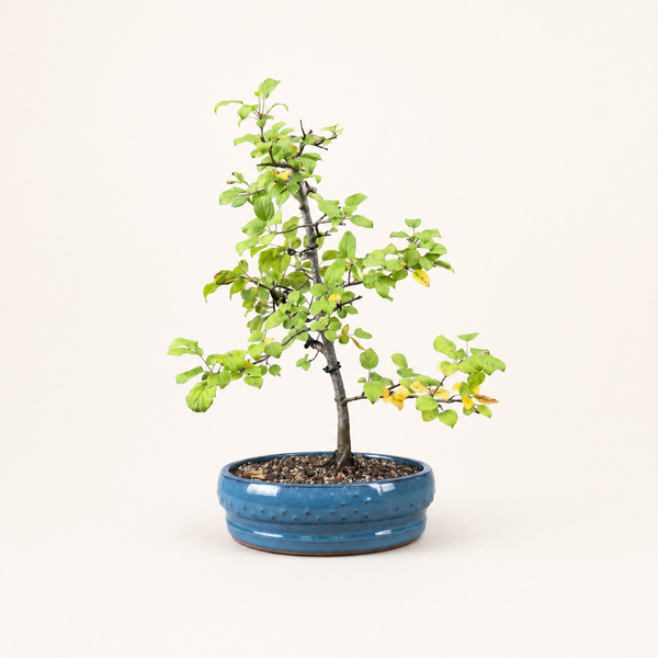 Dwarf Crab Apple bonsai tree 5529