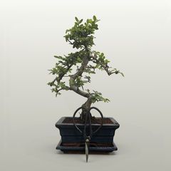 Father's Day Bonsai Starter Bundle | Chinese Elm (Ulmus Parvifolia) | Shaped Tree - Yorkshire Bonsai standardised image 20260604-131329