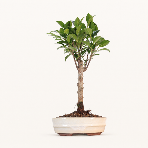 Ficus Microcarpa (Banyan Fig) Indoor Bonsai Tree | Broom | In 16cm Pot | Excellent Gift
