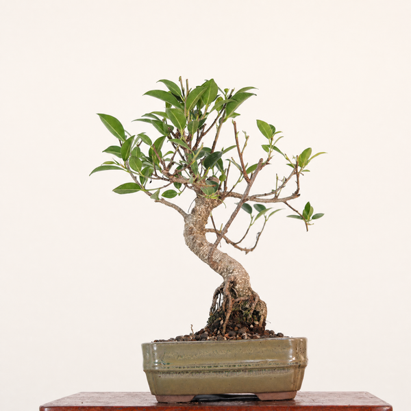 Ficus Microcarpa (Banyan Fig) Indoor Bonsai Tree | Shaped | In 16cm Pot | Delightful Gift