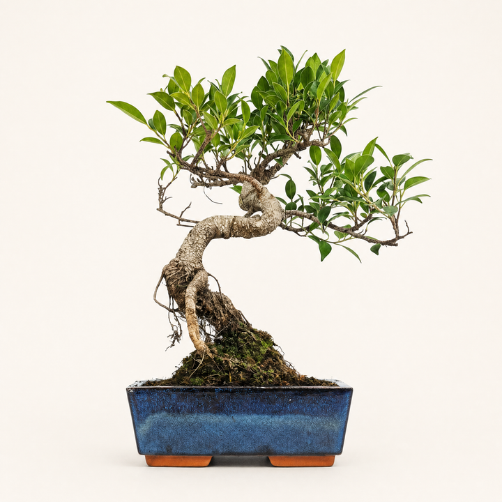 Ficus Microcarpa (Banyan Fig) Indoor Bonsai Tree | Shaped | In 20cm Pot