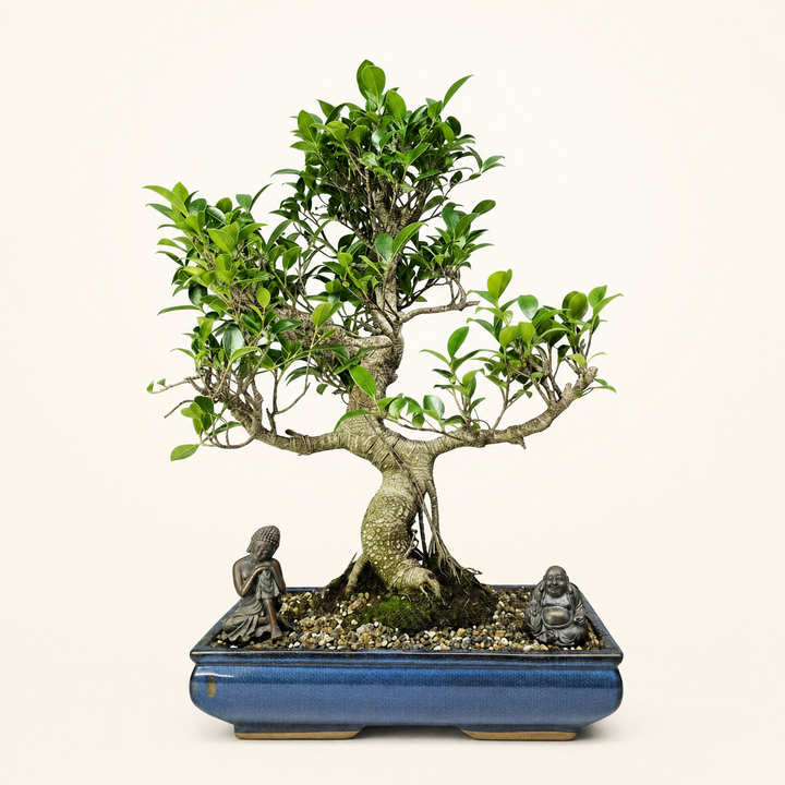 Ficus Microcarpa (Banyan Fig) Large Indoor Bonsai Tree | Shaped | In 40cm Pot