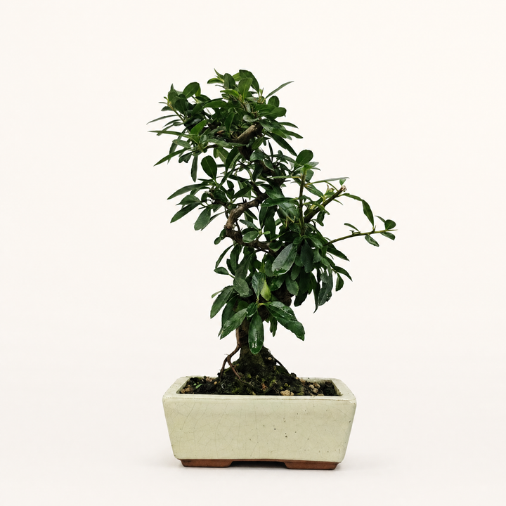 Firethorn (Pyracantha) Bonsai Tree | Semi-Shaped | In 15cm Pot