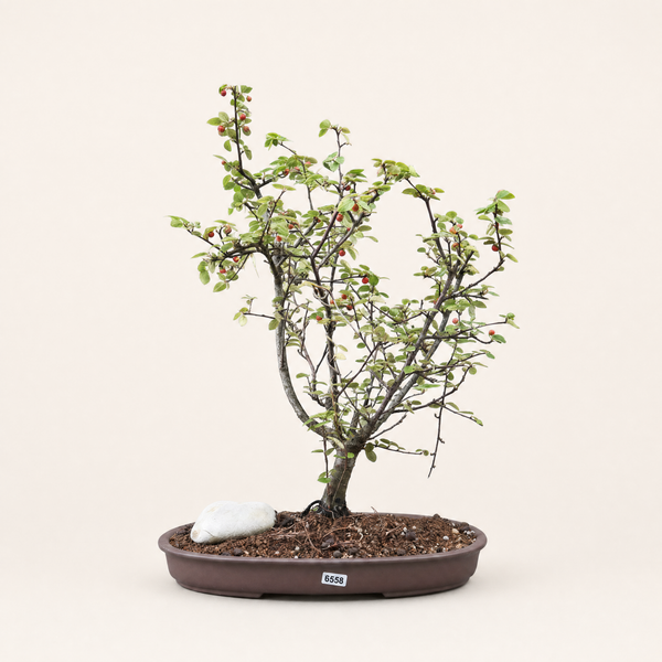 Himalayan Cotoneaster Bonsai Tree | Informal Upright With Rock | In 31cm Pot | 5538