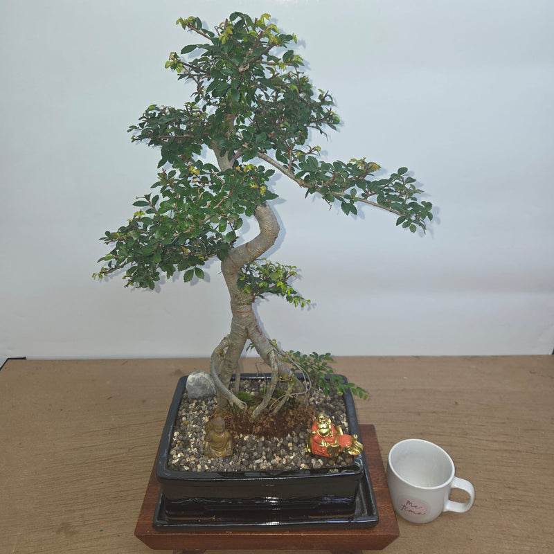Chinese Elm (Ulmus Parvifolia) Premium Bonsai Tree Bundle | Shaped | In 26cm Pot
