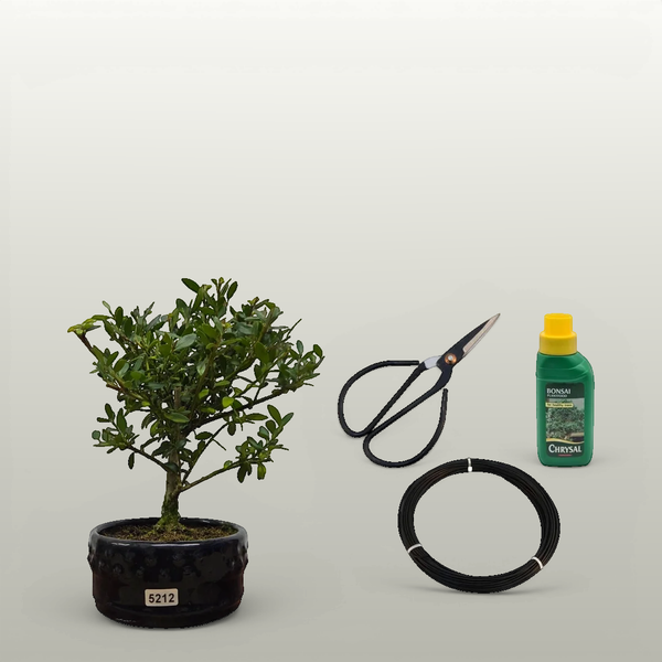 Japanese Holly (Ilex Crenata) Bonsai Tree | Broom | In 12cm Pot | 3 Piece Starter Kit - Yorkshire Bonsai standardised image 20260604-143418