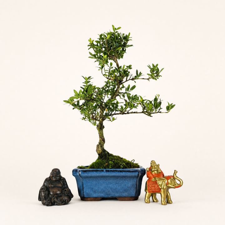 Japanese Holly (Ilex Crenata) Bonsai Tree | Shaped | In 15cm Pot