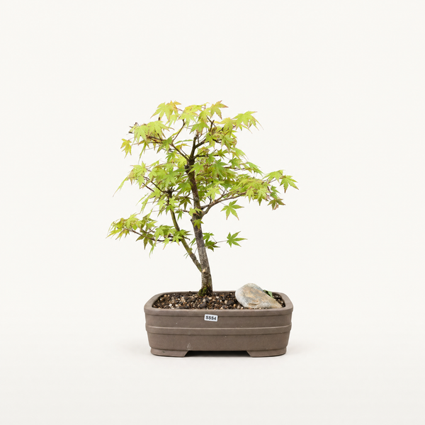 Japanese Maple bonsai tree 5534