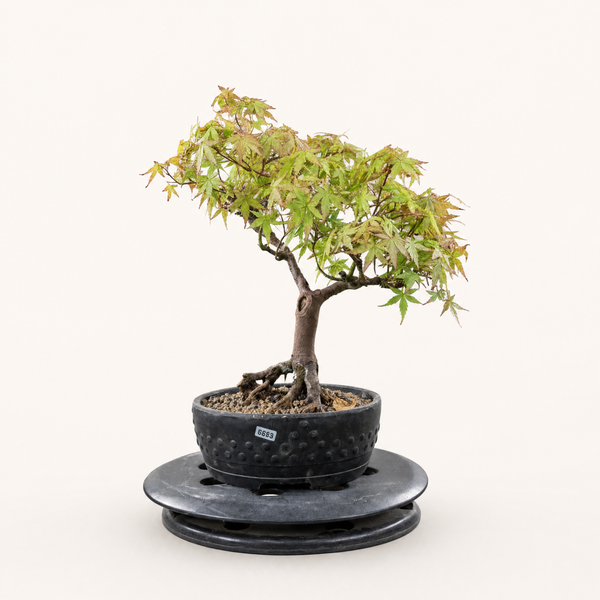 Japanese Maple (Acer Palmatum) Bonsai Tree | Informal Upright | In 22cm Pot | 5533