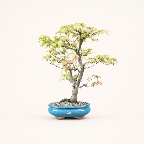 Japanese Maple (Acer Palmatum) Bonsai Tree | Informal Upright | In 23cm Pot | 5537