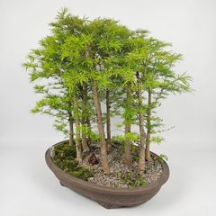 Pseudolarix Bonsai Forest | Golden Larch Bonsai Group Planting | 11 Tree Forest | In 60cm Pot