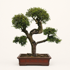 Large Chinese Elm (Ulmus Parvifolia) Bonsai Tree | Shaped Style | Height 110cm | In 60cm Pot | 5282
