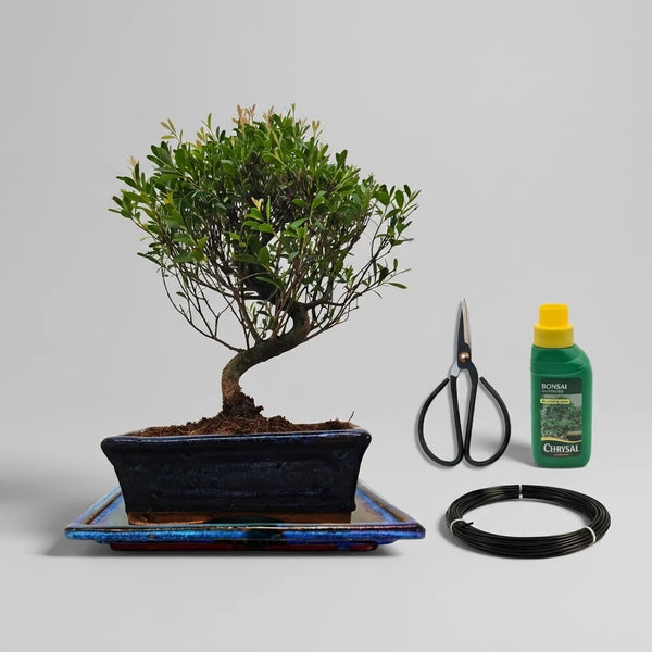 Brush Cherry Bonsai Tree in 20cm Pot | Semi-Shaped | 3 Piece Starter Kit | Drip Tray