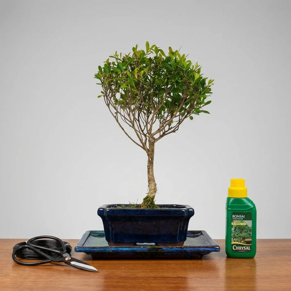Brush Cherry (Syzygium) Bonsai Tree | Broom | In 15cm Pot | 3 Piece Starter Kit | Drip Tray