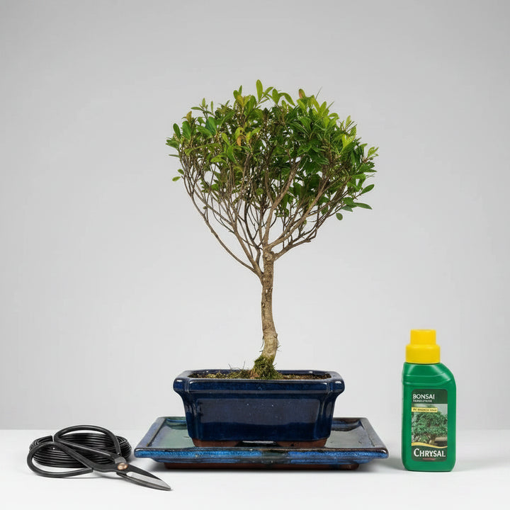 Brush Cherry (Syzygium) Bonsai Tree | Broom | In 15cm Pot | 3 Piece Starter Kit | Drip Tray