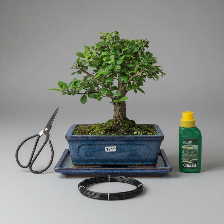 Chinese Elm Bonsai Tree in 20cm | Broom | 3 Piece Starter Kit | Drip Tray