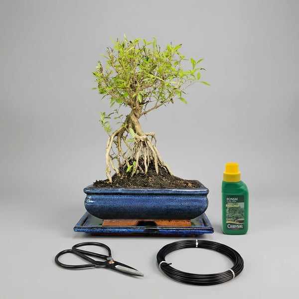 Snow Rose (Serissa) Bonsai Tree in 20cm Pot | Broom | 3 Piece Starter Kit | Drip Tray