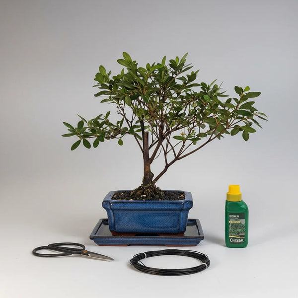 Azalea (Rhododendron) Bonsai Tree | Broom | In 15cm Pot | 3 Piece Starter Kit | Drip Tray