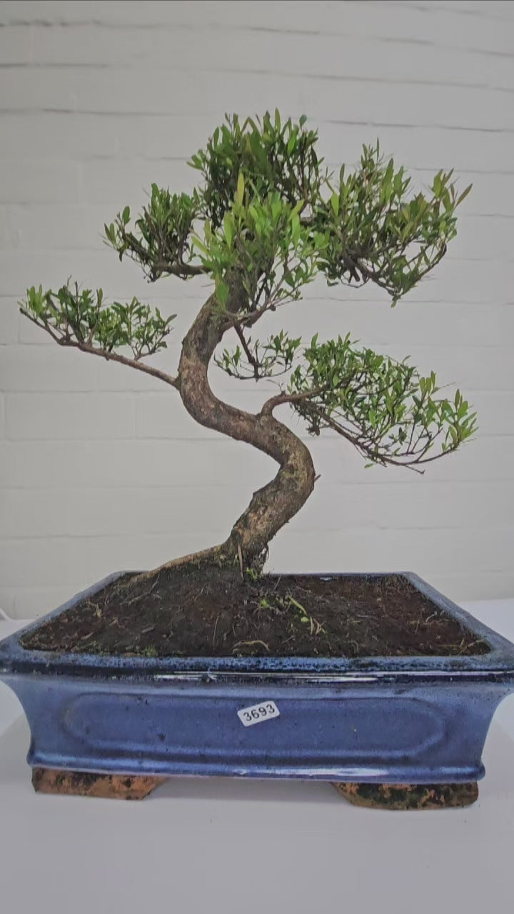 Brush Cherry (Syzygium) Bonsai Tree | Shaped | In 30cm Pot
