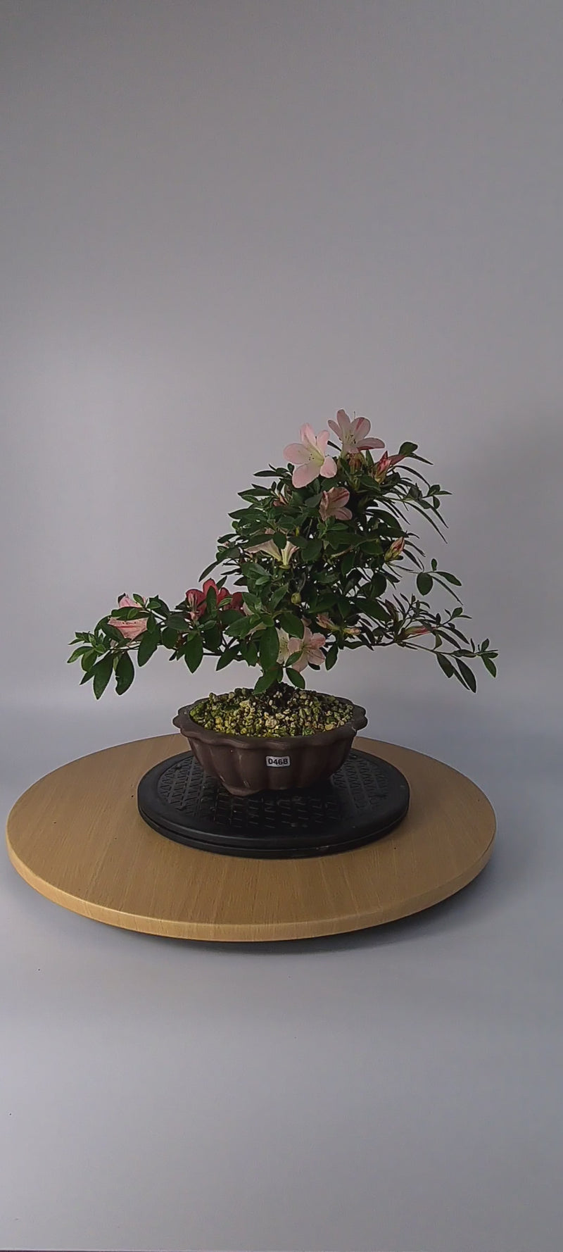 Satsuki Azalea (Rhododendron) Bonsai Tree | Shaped Style | Height 30cm | In 18cm Pot
