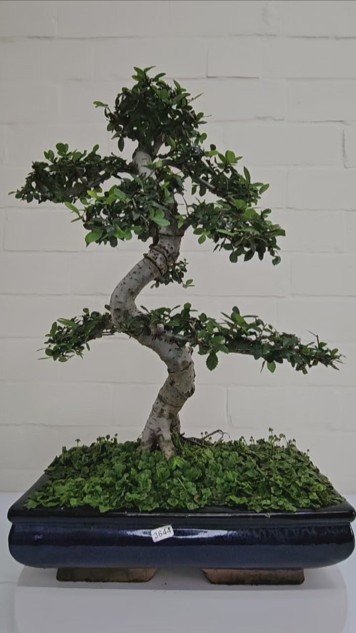 Large Chinese Elm (Ulmus Parvifolia) Bonsai Tree | Shaped | In 35cm Pot