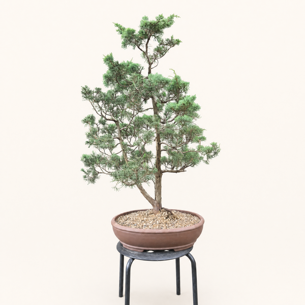 Shimpaku Juniper bonsai tree 5528 front view