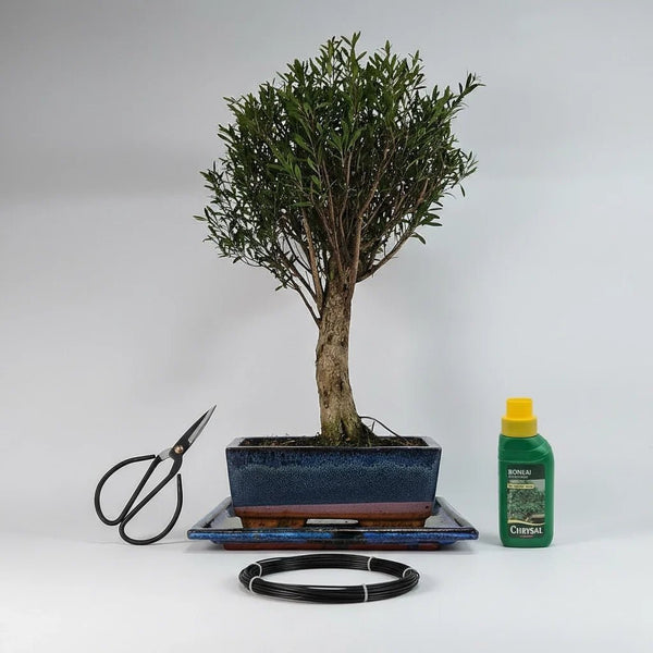 Brush Cherry (Syzygium) Bonsai Tree | Broom | In 20cm Pot | 3 Piece Starter Kit | Drip Tray