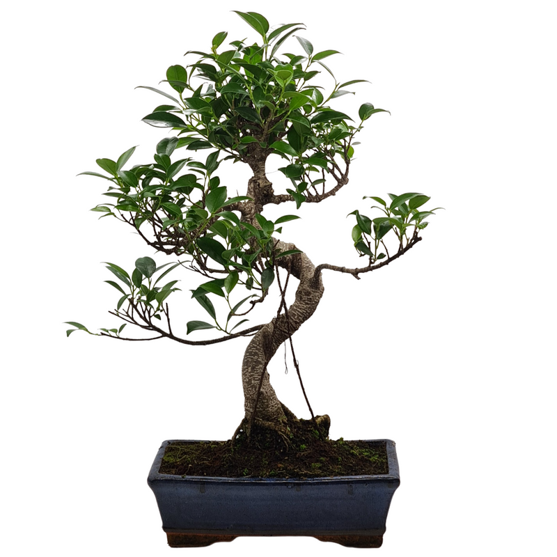 Ficus Microcarpa (Banyan Fig) Indoor Bonsai Tree | Shaped Style | 40-50cm High | In 25cm Pot | YB2001