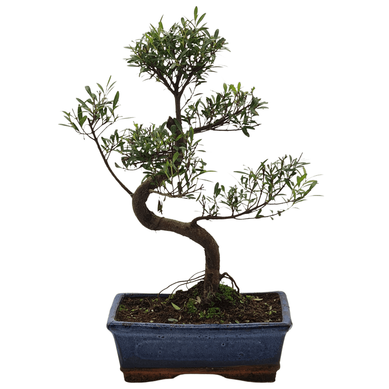 Brush Cherry (Syzygium) Bonsai Tree | Shaped Style | Height 35cm | In 20cm Pot | YB1103