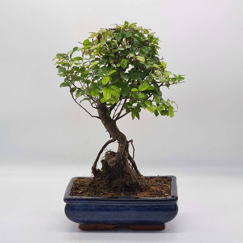 Bird Plum (Sageretia) Bonsai Tree | Shaped Broom Style | Height 40cm | In 20cm Pot | YB1104