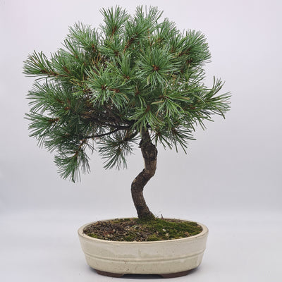 Japanese White Pine Bonsai Tree (Pinus Parviflora) | Shaped Broom Style | Height 35-40cm | In Pot