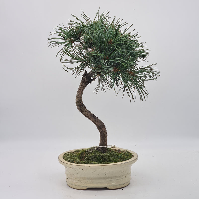 Japanese White Pine Bonsai Tree (Pinus Parviflora) | Shaped Broom Style | Height 35-40cm | In Pot