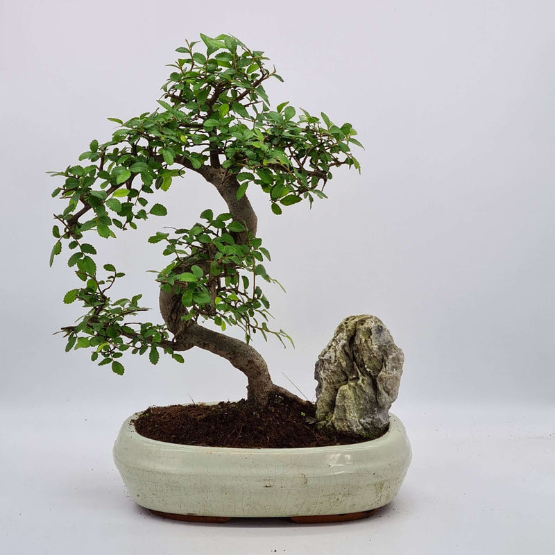 Chinese Elm (Ulmus Parvifolia) Bonsai Tree With Rock | Shaped Landscape Style | Height 40-45cm | In 25cm Pot