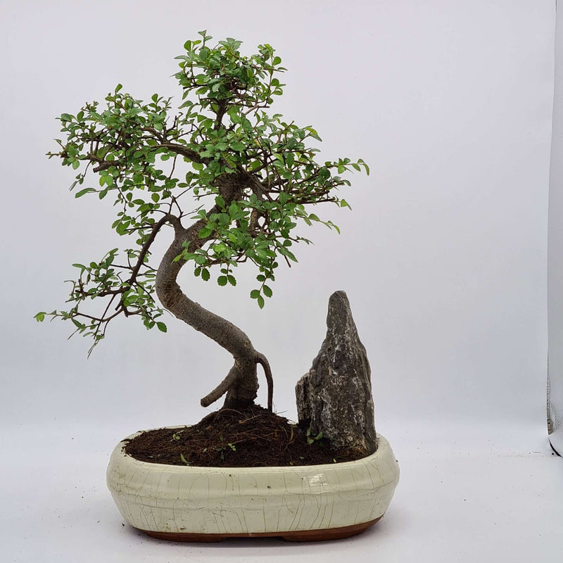 Chinese Elm (Ulmus Parvifolia) Bonsai Tree With Rock | Shaped Landscape Style | Height 40-45cm | In 25cm Pot