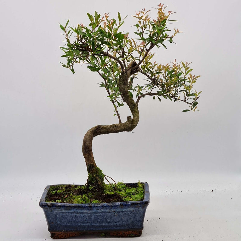 Brush Cherry (Syzygium) Bonsai Tree | Shaped Style | Height 35cm | In 20cm Pot | YB1103