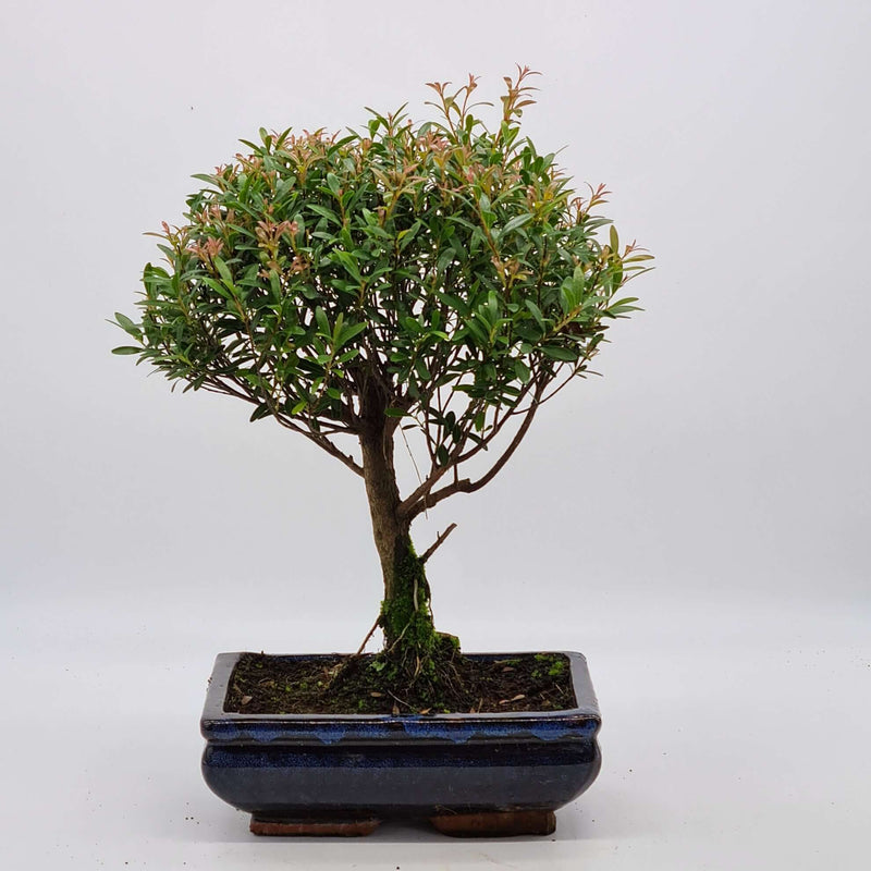 Brush Cherry (Syzygium) Bonsai Tree | Broom Style | Height 30cm | In 20cm Pot | YB1095