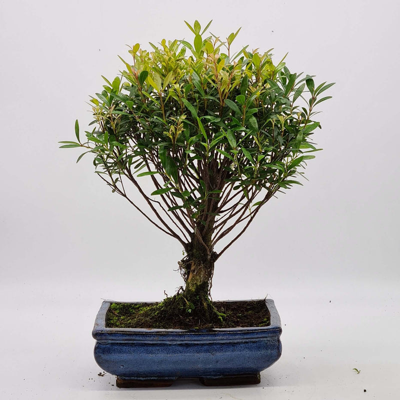 Brush Cherry (Syzygium) Bonsai Tree | Broom Style | Height 30cm | In 20cm Pot | YB1095
