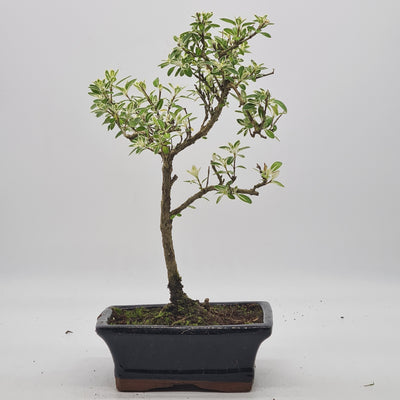 Variegated Snow Rose (Serissa) Bonsai Tree | Shaped Style | Height 30-35cm | In 15cm Pot