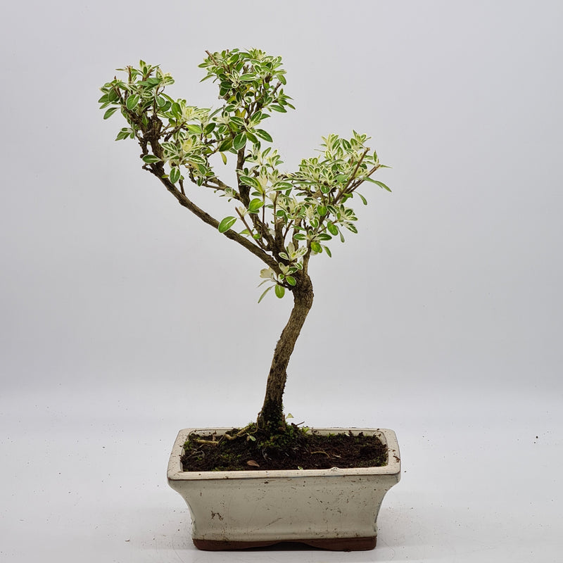 Variegated Snow Rose (Serissa) Bonsai Tree | Shaped Style | Height 30-35cm | In 15cm Pot