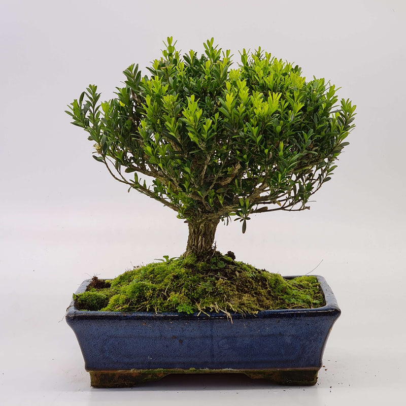 Boxwood (Buxus Harlandii) Bonsai Tree | Height 30cm | In 25cm Pot