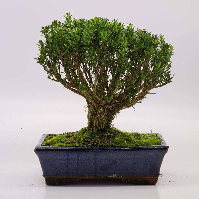 Boxwood (Buxus Harlandii) Bonsai Tree | Height 30cm | In 25cm Pot