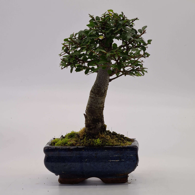 Chinese Elm (Ulmus Parvifolia) Bonsai Tree | Broom Style | Height 20-25cm | In 15cm Pot