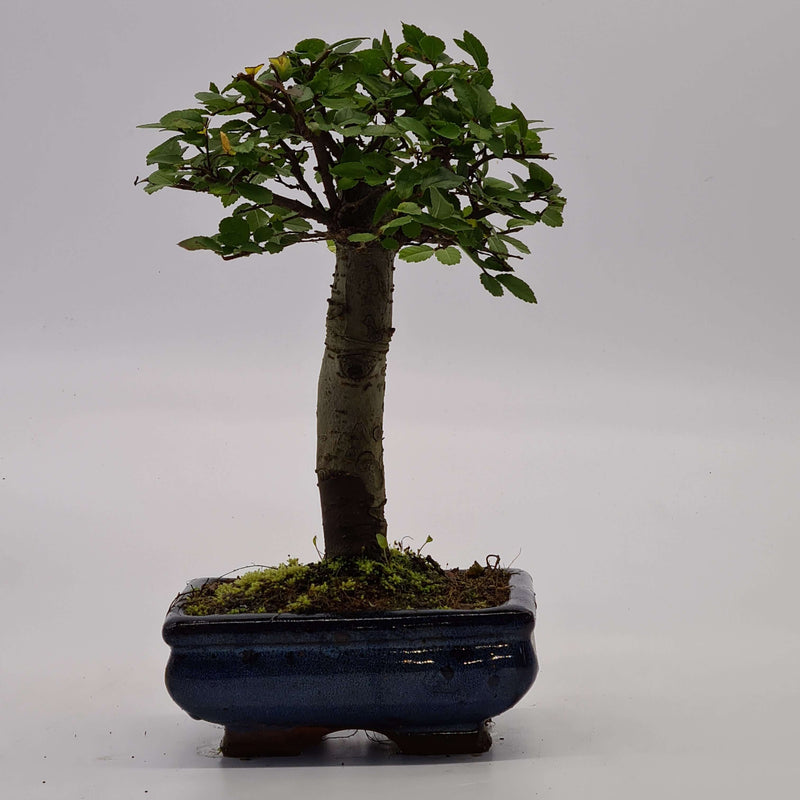 Chinese Elm (Ulmus Parvifolia) Bonsai Tree | Broom Style | Height 20-25cm | In 15cm Pot