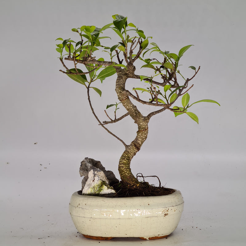 Ficus Microcarpa (Banyan Fig) Indoor Bonsai Tree | Shaped Style | 25-35cm High | In 15cm Pot | With Rock