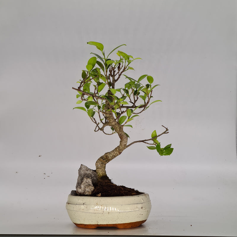 Ficus Microcarpa (Banyan Fig) Indoor Bonsai Tree | Shaped Style | 25-35cm High | In 15cm Pot | With Rock