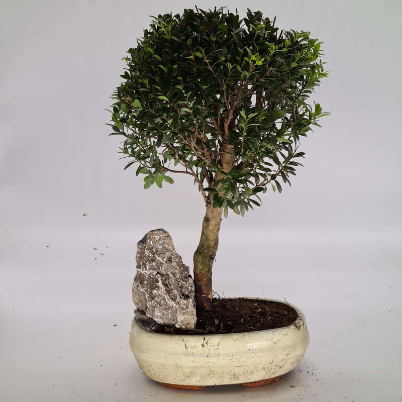 Brush Cherry (Syzygium) Bonsai Tree | Broom Style | Height 35cm | In 20cm Pot | With Rock
