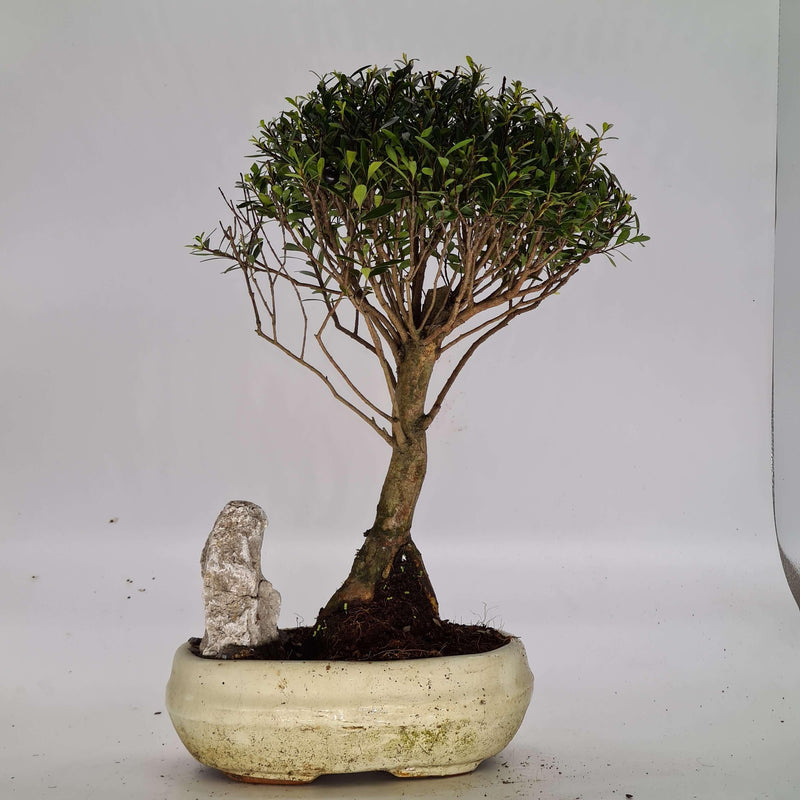 Brush Cherry (Syzygium) Bonsai Tree | Broom Style | Height 35cm | In 20cm Pot | With Rock