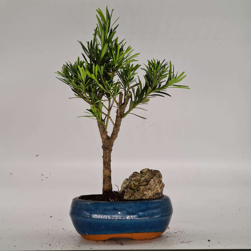 Buddhist Pine (Podocarpus Micro) Bonsai Tree | Height 25-35cm | In 15cm Pot | With Rock