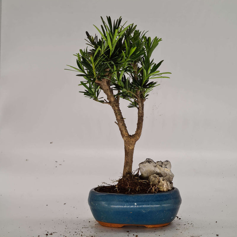 Buddhist Pine (Podocarpus Micro) Bonsai Tree | Height 25-35cm | In 15cm Pot | With Rock