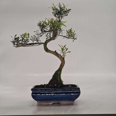 Brush Cherry (Syzygium) Bonsai Tree | Shaped Style | Height 30-40cm | In 20cm Pot